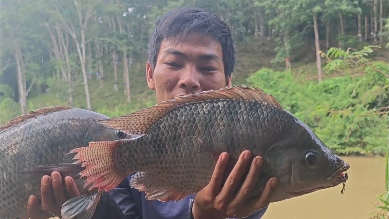 Cách móc trùng câu rô phi mùa mưa gặp ổ rô phi