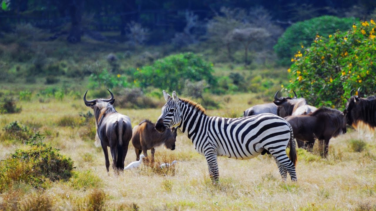 New TOEFL Speaking Part 1 (2026) | Listen and Repeat 3 (Wild Life Conservation Area)