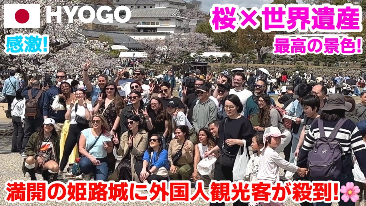 【海外の反応】これが日本の春🌸姫路城の満開の桜に外国人観光客が殺到！