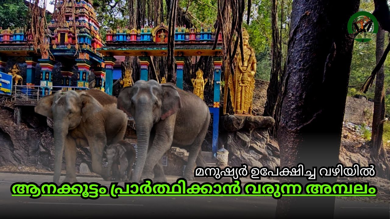 ആനക്കൂട്ടം ഇറങ്ങുന്ന ആ പഴയ ഹൈവേയും അമ്പലവും തേടി | Kuthiran tunnel, highway & temple | Kerala |