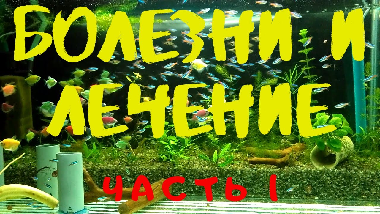 БОЛЕЗНИ И ЛЕЧЕНИЕ АКВАРИУМНЫХ РЫБ.  Часть 1
