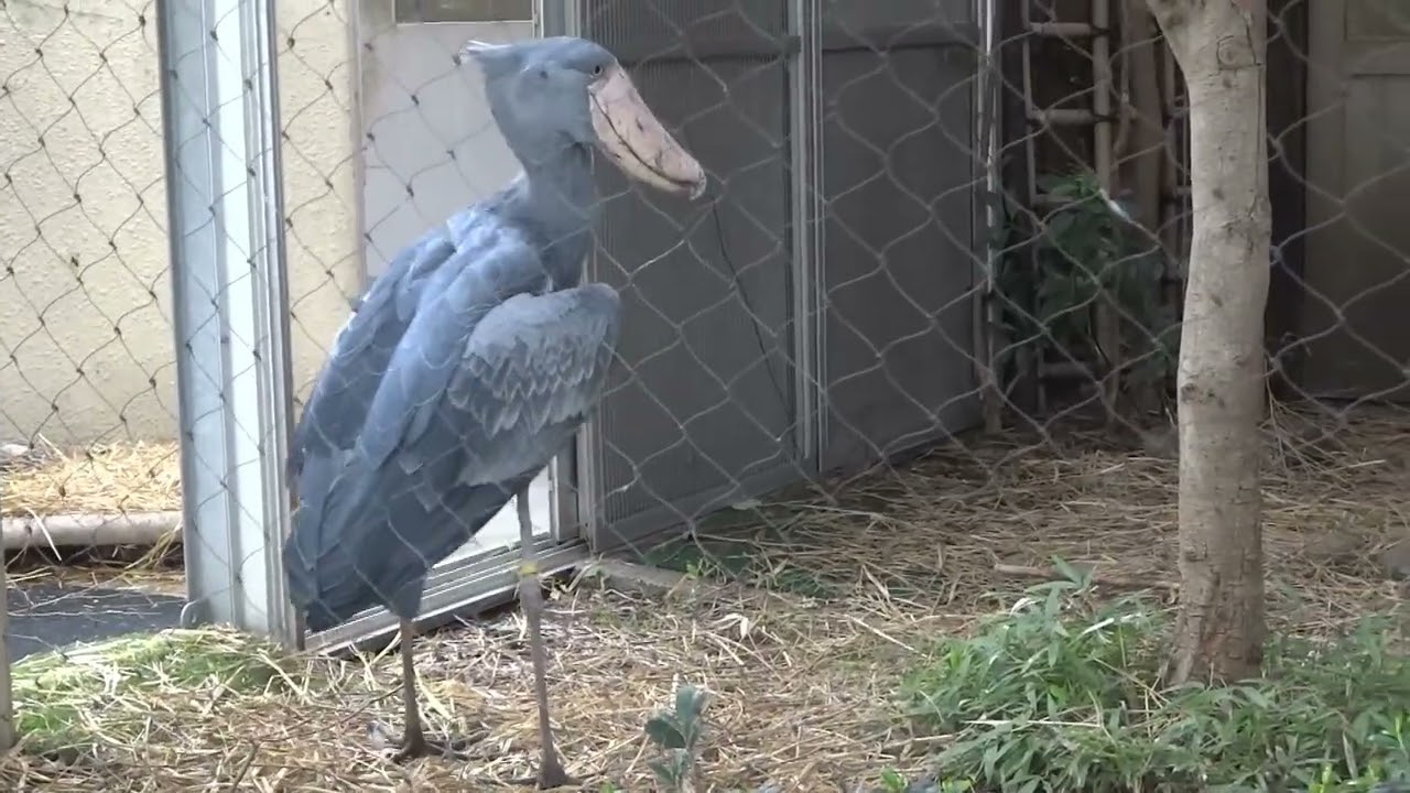 2025.9.22   東京上野鳥散歩・ハシビロコウ