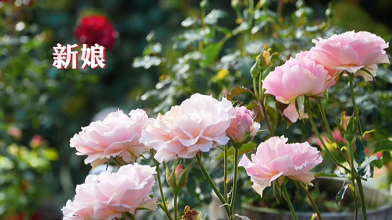 Rose Garden in October 10月的老何私家玫瑰园