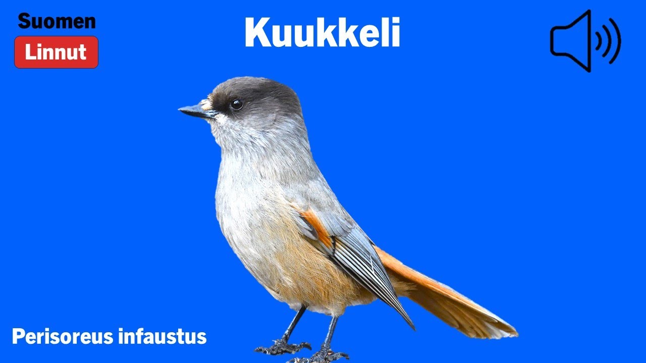 Kuukkeli - Perisoreus infaustus - Siberian Jay - lavskrika - PERINF