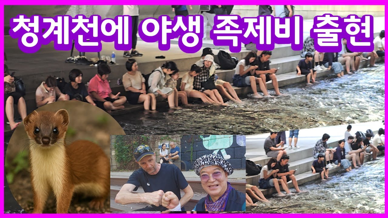 청계천에 야생 족제비 출현! 생태계의 기적ㅣ외국인 들이 감탄사 연발하는 청계천 기적ㅣ황홀한 청계천ㅣ청계천 족제비 등장 ㅣCheonggyecheon Weasel Appears