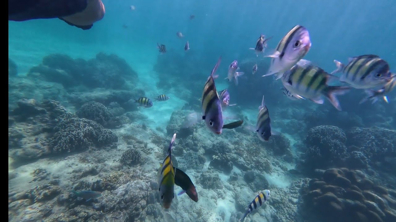 オヤビッチャの群れにからまれる@Ko He @Phuket