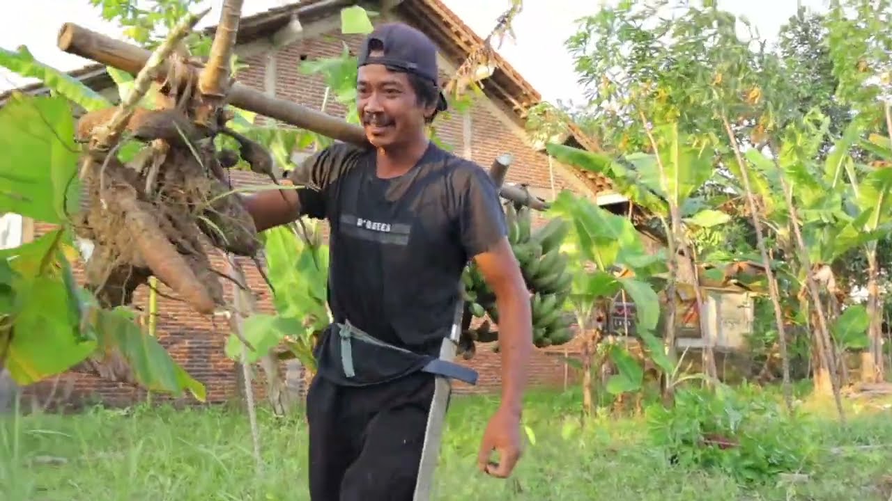 Suasana kebun saat ini - cabut singkong sekalian tebang pisang di bantu pa dhe