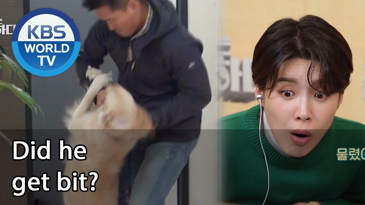 Did he get bit? (Dogs are incredible) | KBS WORLD TV 201202