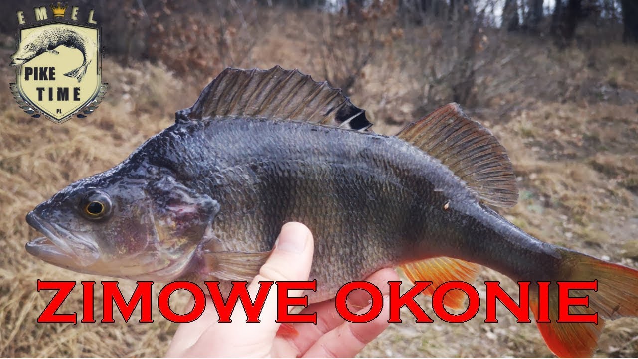 Okonie w Lutym | jak łowić okonie na spinning w zimę  | #favorite balance