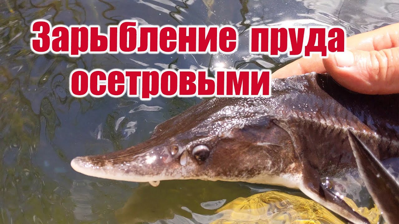 Зарыбление пруда осетровыми