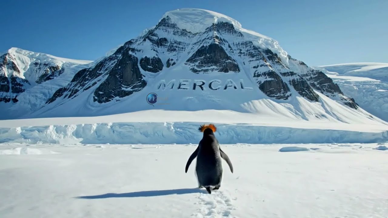 Pinguim niilista a caminho da Montanha - Mercal 🐧