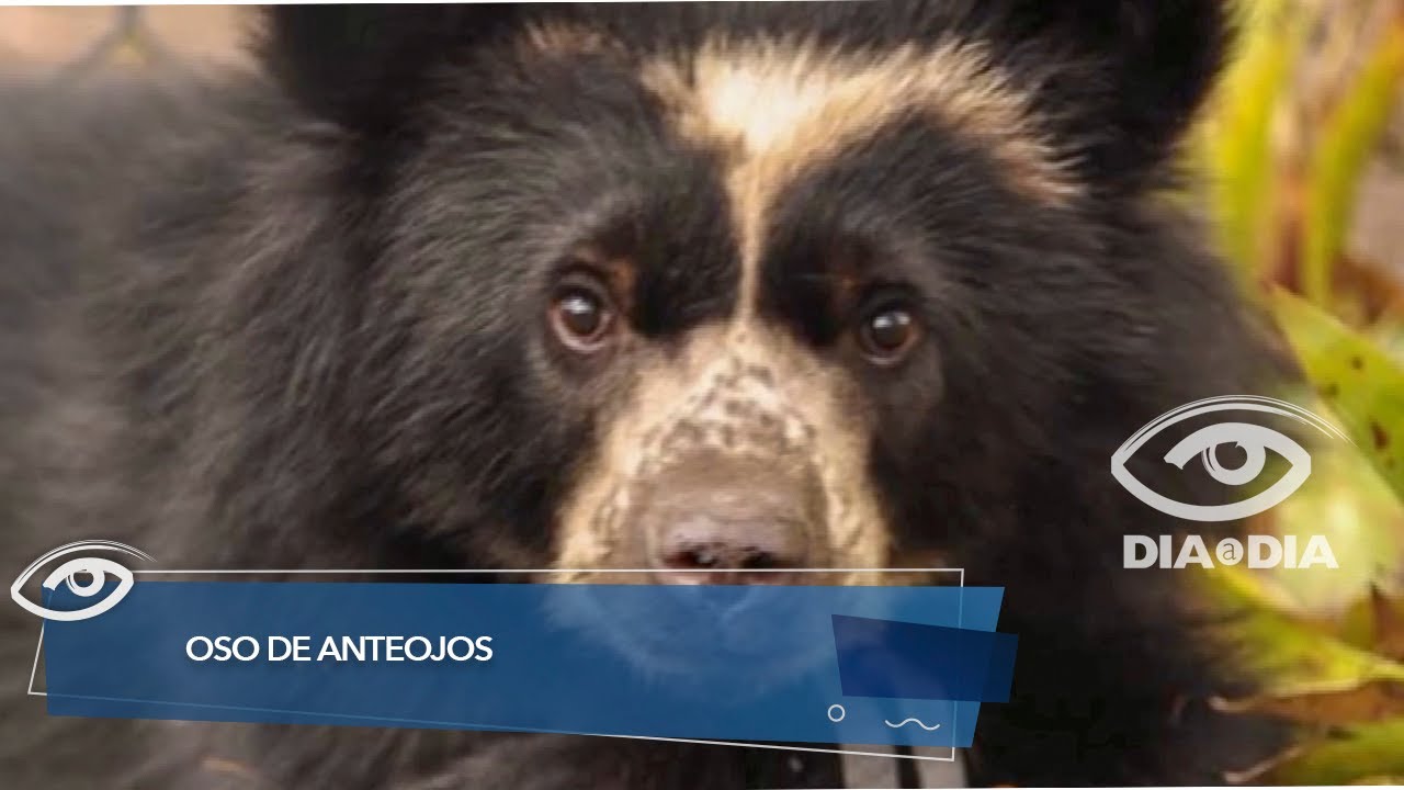 Oso de anteojos - Día a Día - Teleamazonas