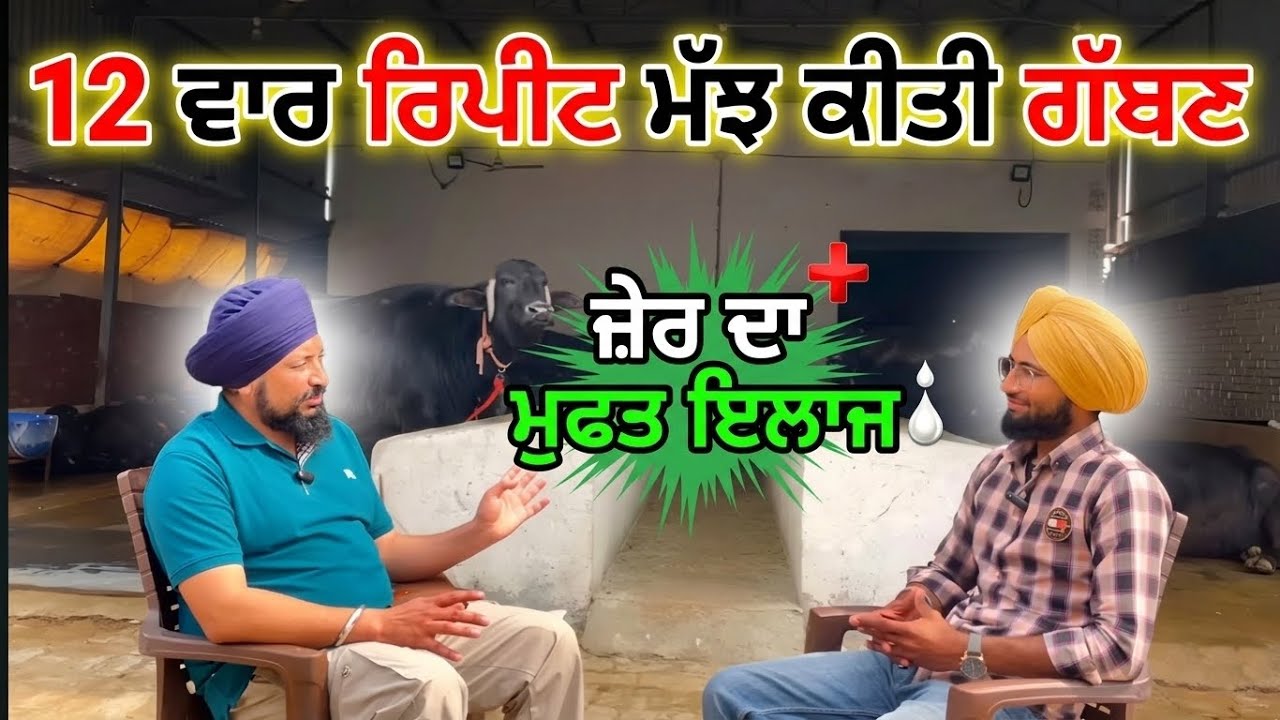 ਕਿਹੜੀ ਖੁਰਾਕ ਦੁੱਧ ਤੇ ਫੈਟ ਲਈ ਲਾਹੇਵੰਦ||ਰਿਪੀਟਰ ਪਸ਼ੂਆਂ ਦਾ ਇਲਾਜ||ਜ਼ੇਰ ਦਾ ਬਿਲਕੁਲ ਫਰੀ ਹੱਲ||