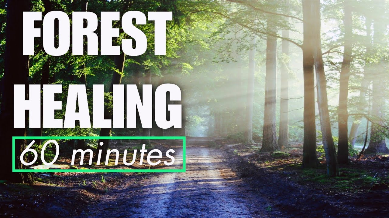 1 Hour Deep Forest Sanctuary | Letting Go of Anxiety