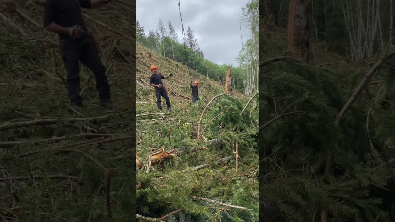 Northwest logging sounds with Fernando at Rygaard logging and Rickey ray logging in the 70’s