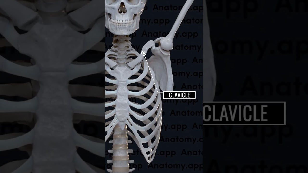 Pectoral Girdle | Glenoid cavity | Humerus #anatomy #bones #ncert #biology #skeleton #clavicle