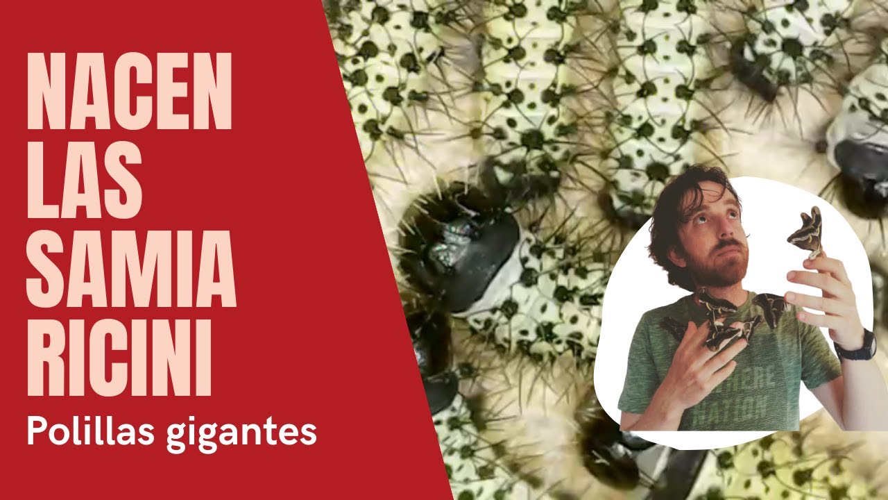 Salen las super POLILLAS de Samia ricini y nacen nuevos gusanos