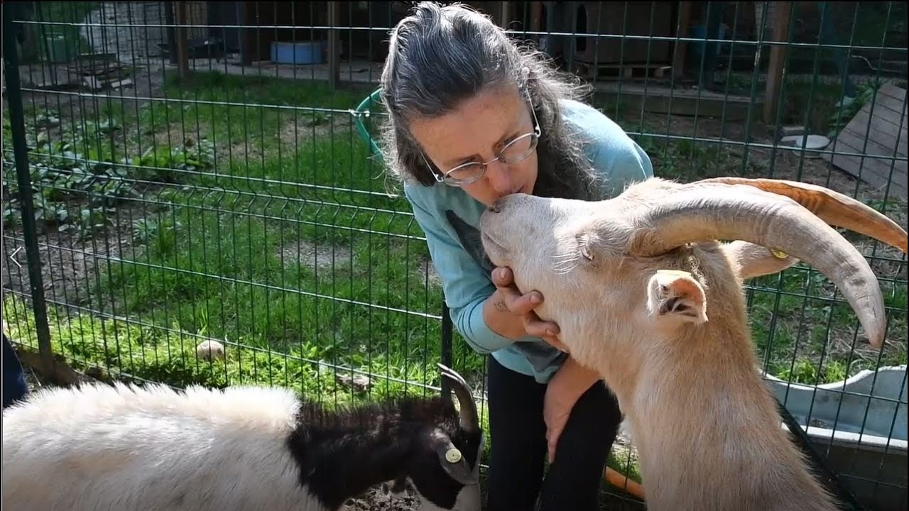 Al rifugio Cà Romoletto una seconda vita per gli animali