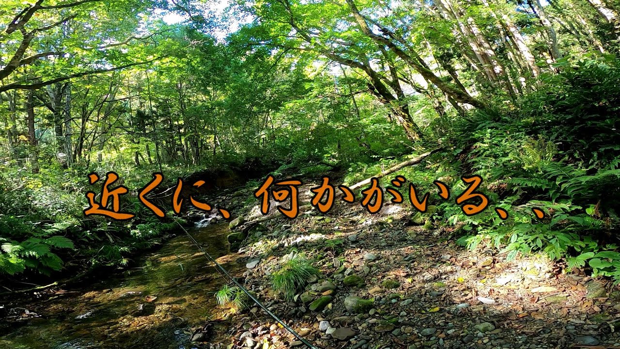 すぐ近くに熊がいる状況で色々と不可解な疑問の残る尺ヤマメがつれた