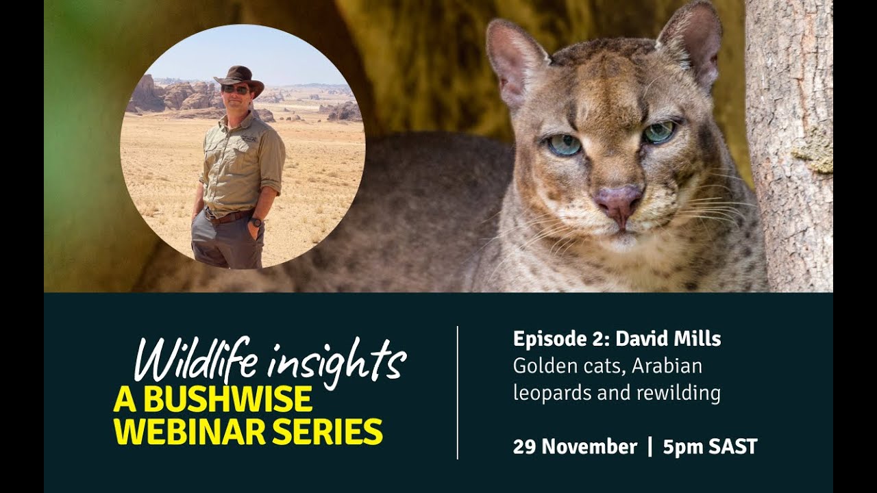 Bushwise Wild Insights Webinar: Episode 2 - David Mills