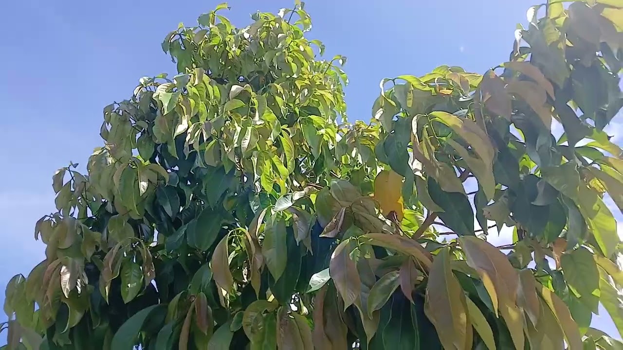 Showing Off My  Jamaica 🇯🇲 Apple I Have It Here!!👏
