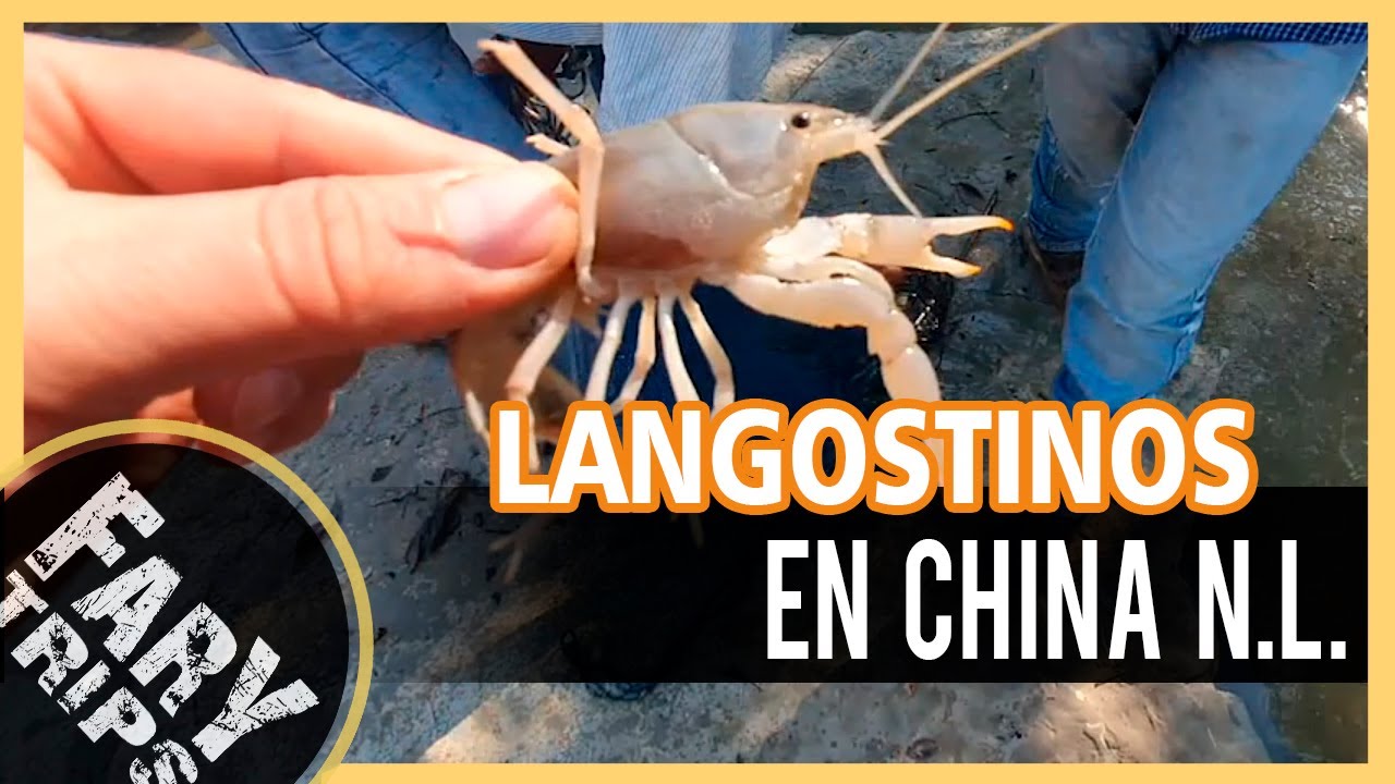 La Pesca de Langostinos en Rancho de China | Nuevo León