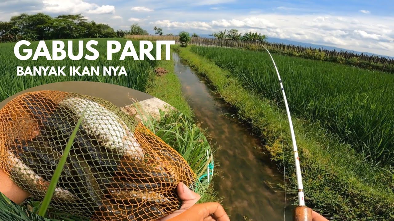 ANEH BIN AJAIB‼️PARIT KECIL SAWAH INI PENUH IKAN GABUS || CASTING PUN JADI MENYENANGKAN