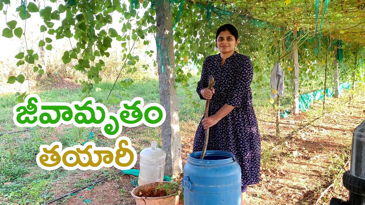 పొలం లో జీవామృతం తయారీ|| B Like Bindu Farm Series