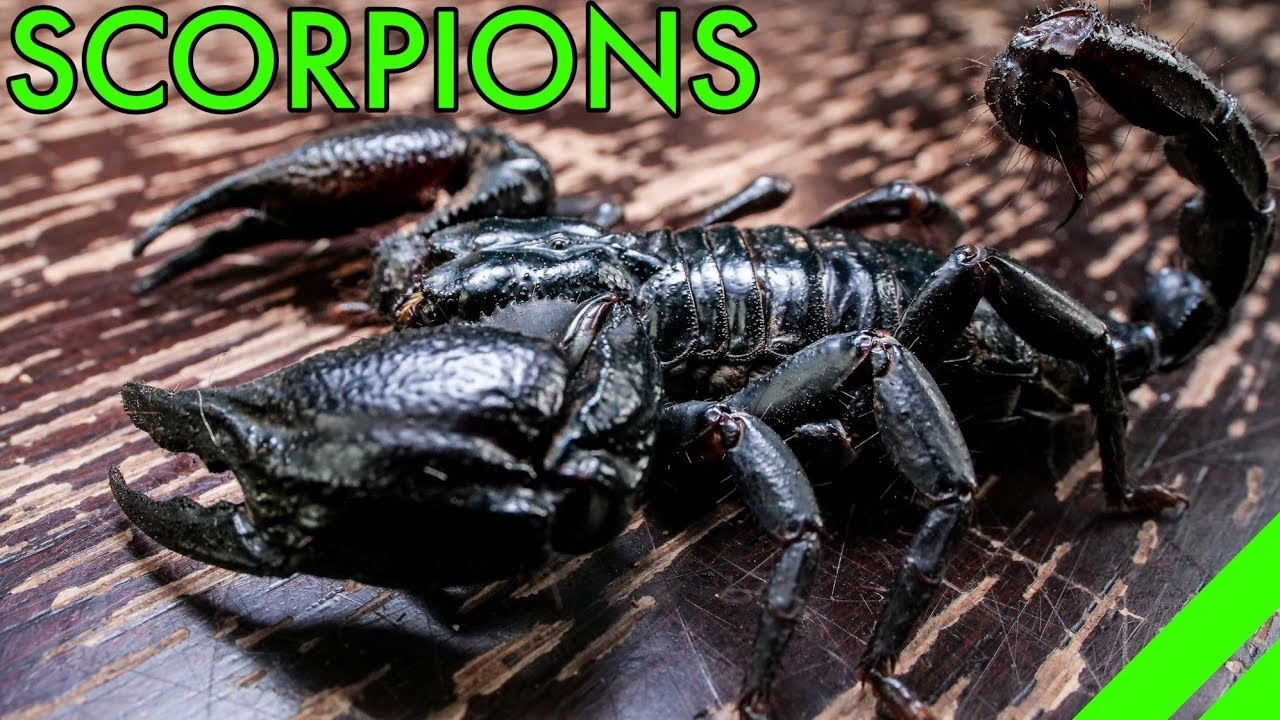 How To Keep the Asian Forest Scorpion Heterometrus Species Care