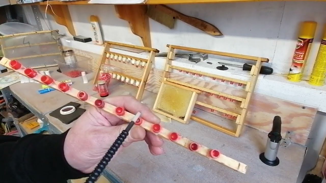 Jak wyhodować matki pszczele krok po kroku 😁👌