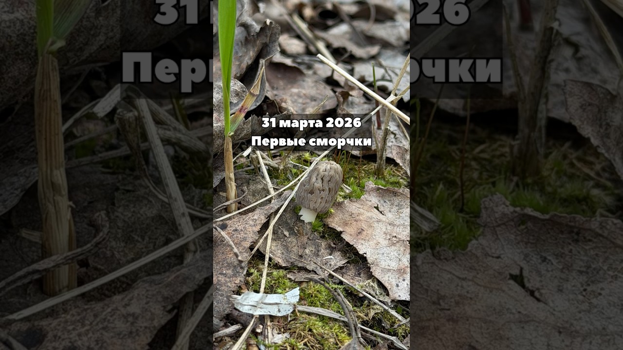 Первые сморчки 31 марта 2026 в Беларуси!