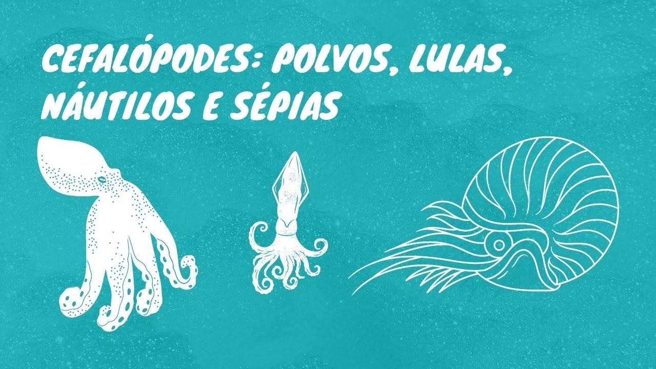 Os Cephalopoda e suas estratégias contra predadores