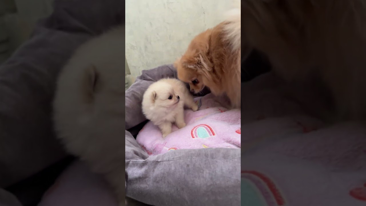 Мама с дочкой Паладой #puppy #шпиц #щенкишпица #puppypomeranian #pomeranian