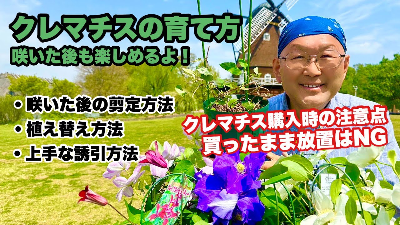 【園芸】クレマチス、購入後のお手入れ方法は？剪定や誘引など、植え替え時のポイントをプロが解説！