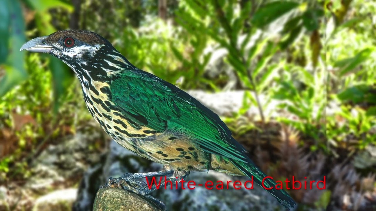Birds of Papua New Guinea Karawari