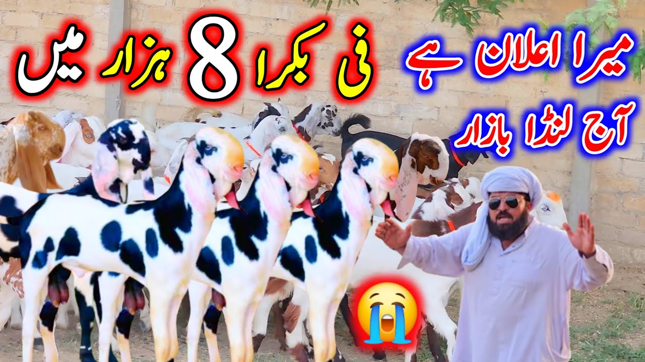 فی بکرا 8 ہزار روپے میں میرا اعلان ہے آج لنڈا بازار February 3, 2026 ویڈیو حقیقت پر مبنی ہے سیزن 202