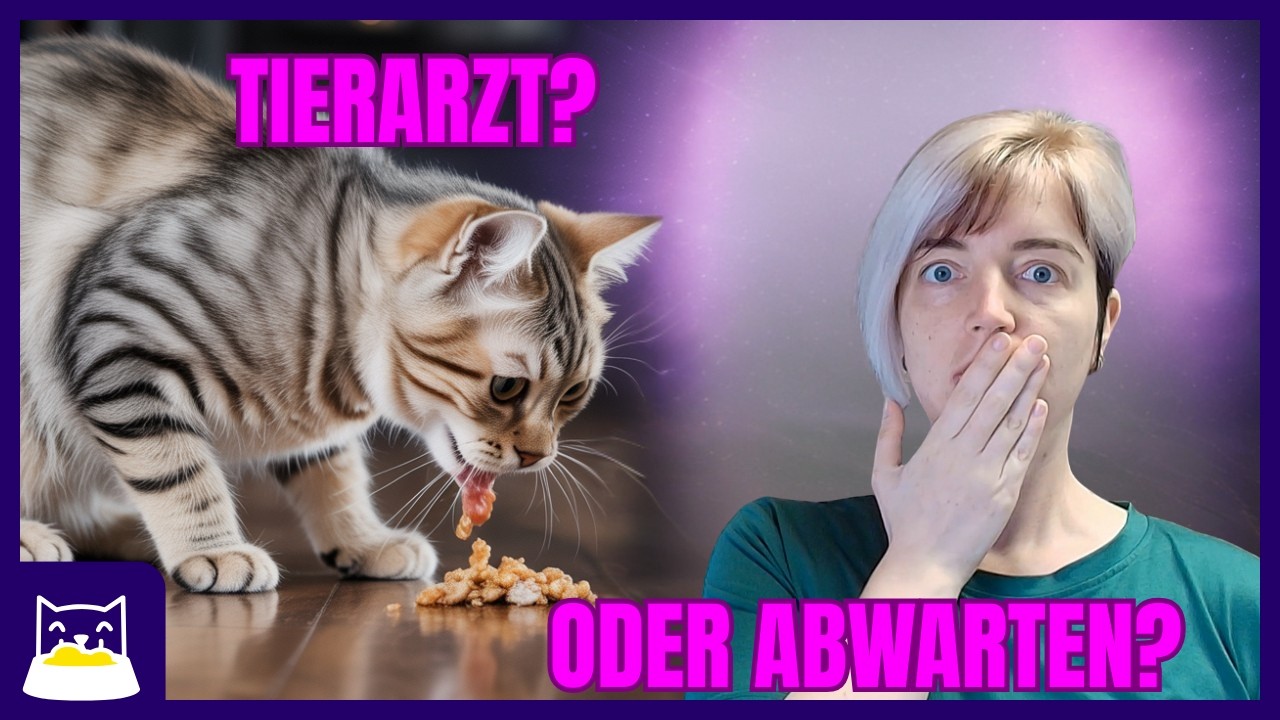 SOS? Wie du Erbrechen bei deiner Katze richtig deutest!