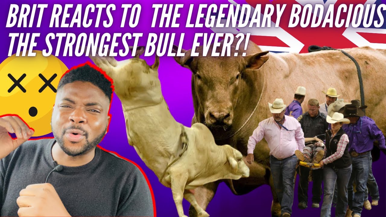 🇬🇧  BRITISH Sports Fan Reacts To LEGENDARY Ballad Of Bodacious - The Most Powerful Bull Of ALL TIME?