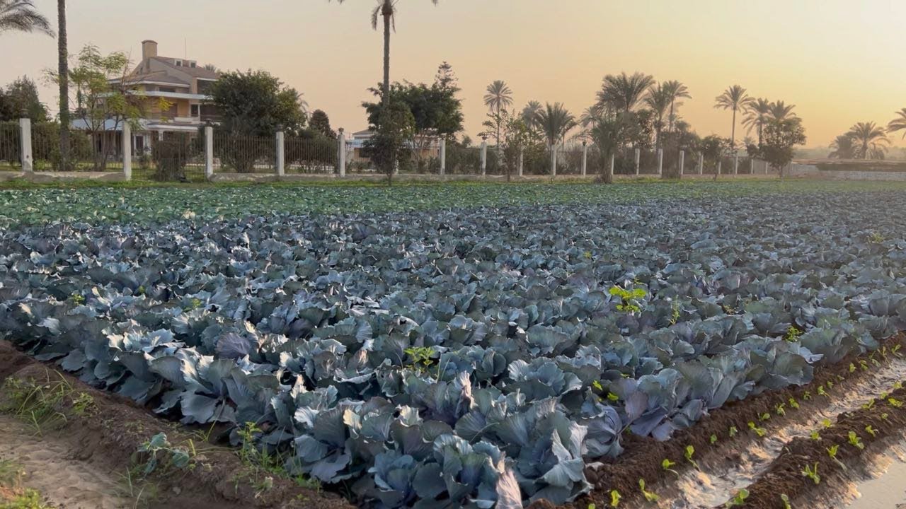مزرعة للبيع 15 فدان في المنصورية قابلة للتقسيم (سكني – زراعي – انتاج حيواني)