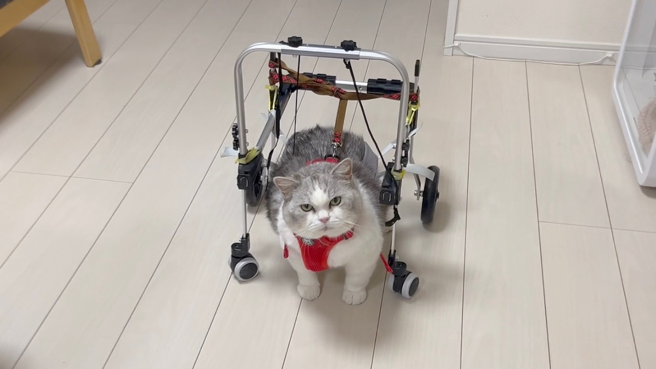 Piko running in his wheelchair