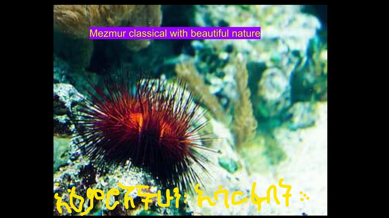 please! subscribers #share #like #መዝሙር #ክላስካል ፤ ተባረኩበት #classical_Mezmur_ethiopia