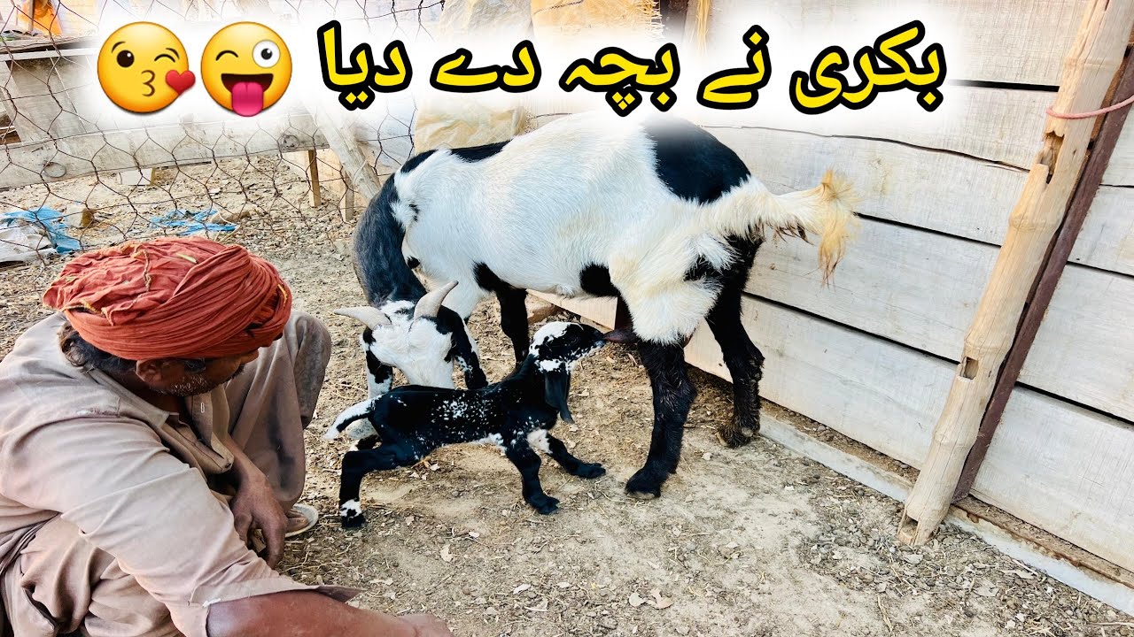 ALLAH Kay Karam Sa Bakri Na Bacha Dy Diya 🐏 | Goat Farming in Pakistan 