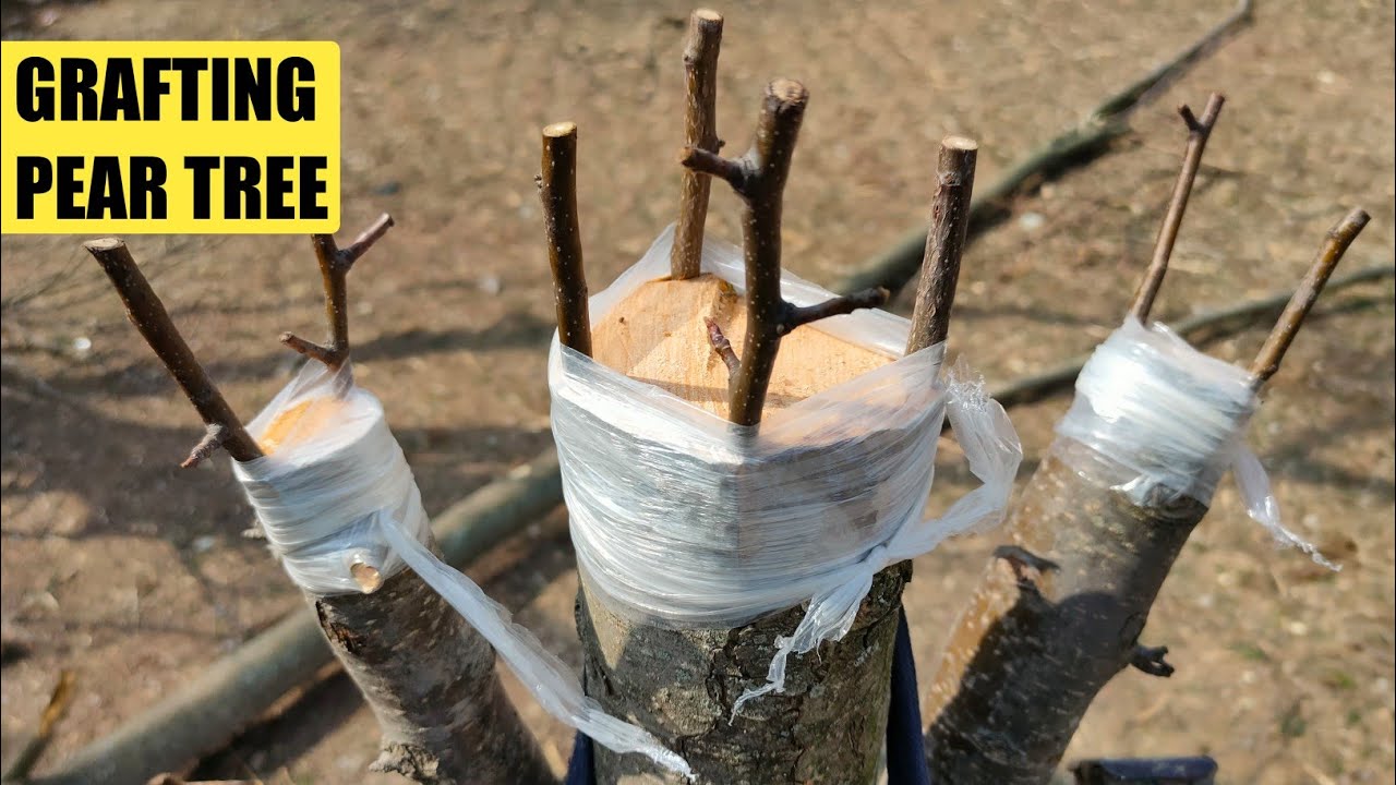 Grafting a pear tree | how to graft pear tree