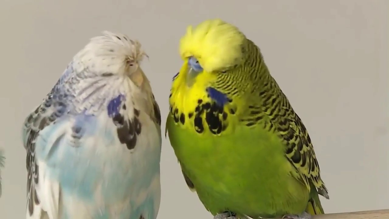 DANIEL LÜTOLF'S soft food || soft food for budgies parrot