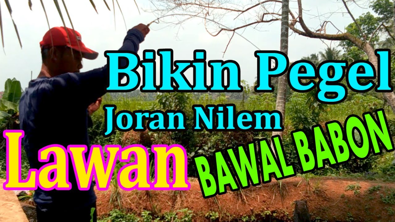 MANCING KEROYOKAN pesta strike mancing borongan bawal gurame