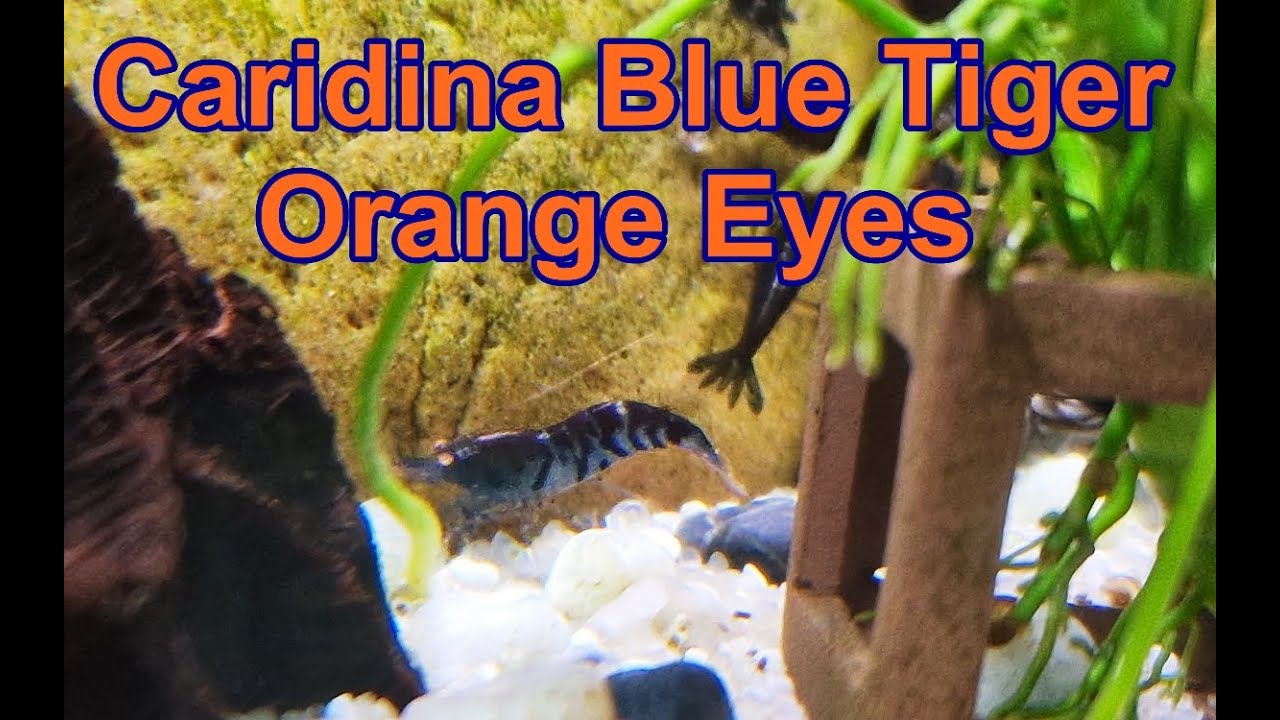 Novos Camarões - Caridina Blue Tiger Orange Eyes
