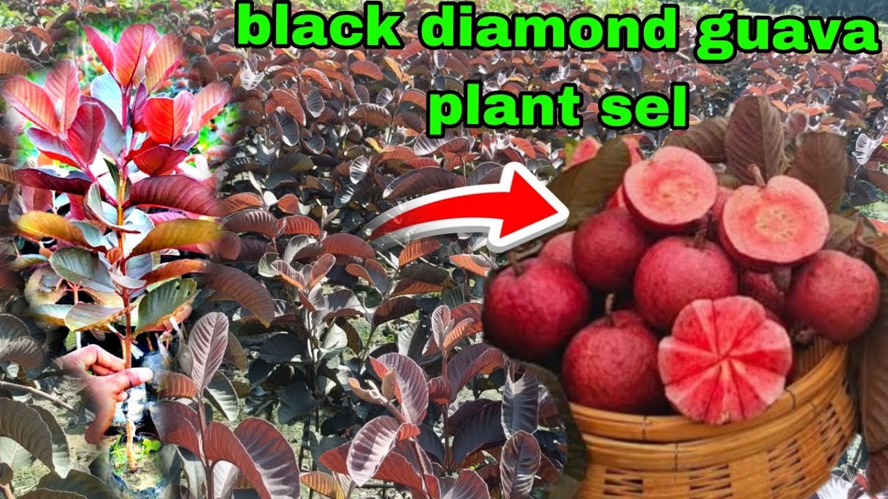 Black diamond guava farming kase kare A2Z jankari milegi l contact number 7478411841