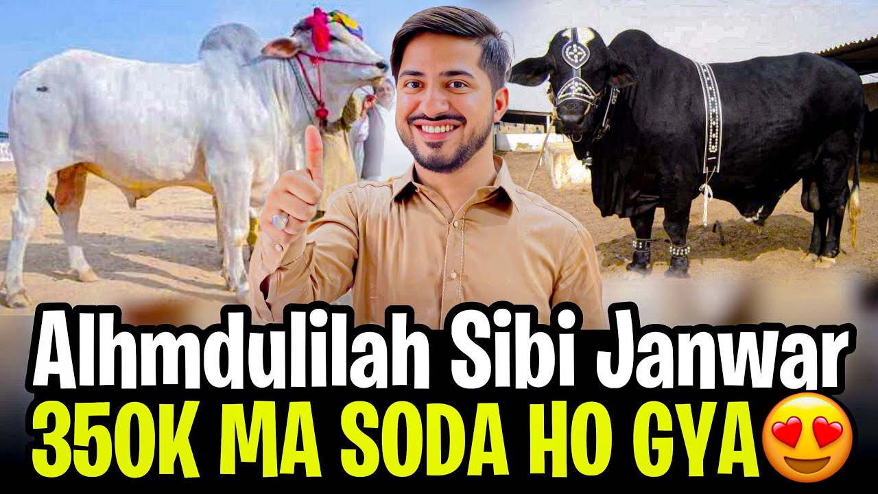 Sibi Janwar😇 | 350k ma Soda ho Gya 😍