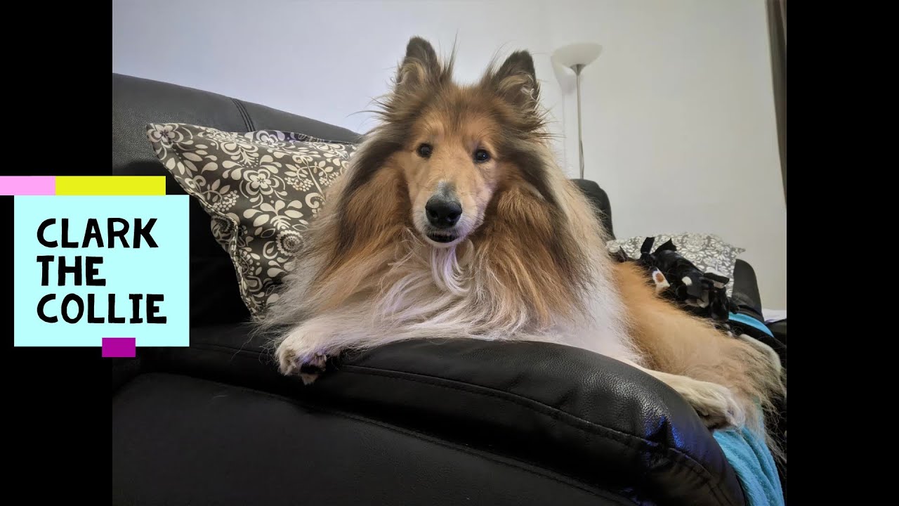 A Day in the Life of Clark the Collie