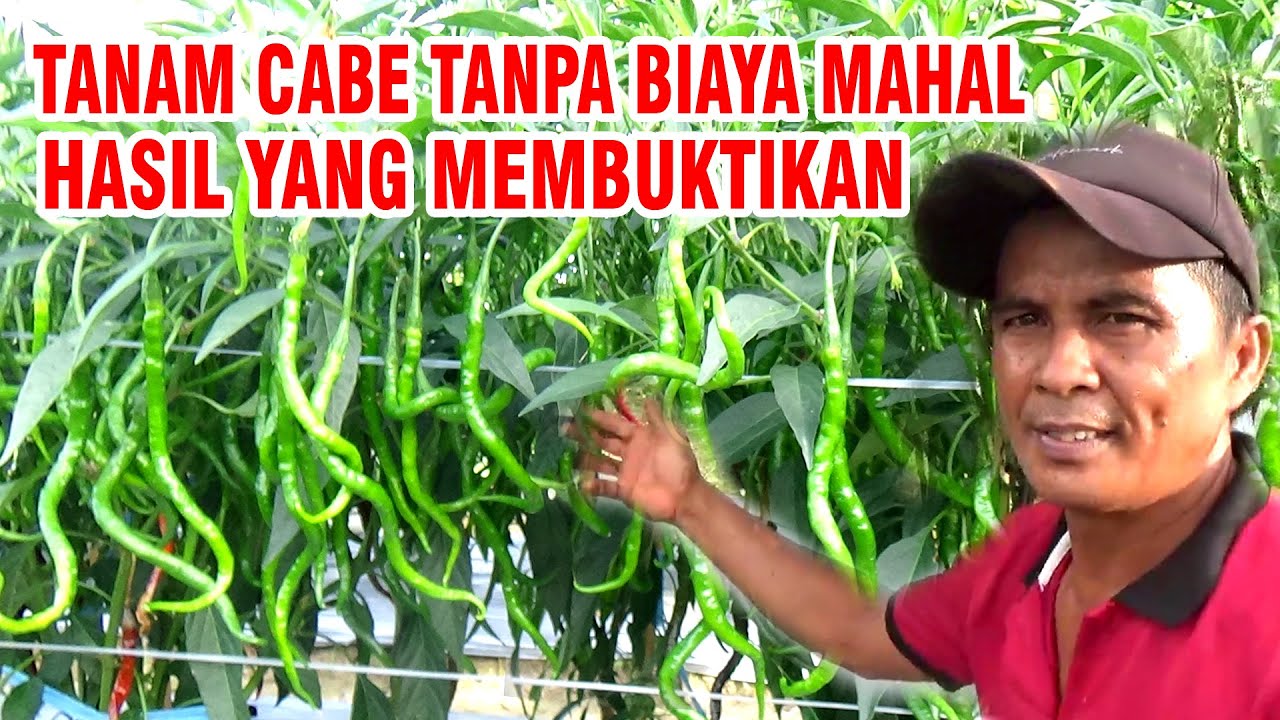 HASIL MEMBUKTIKAN‼️Cara Menanam Cabe MK Irit Buaya  Buah Lebih Banyak & Tumbuh subur Part 2
